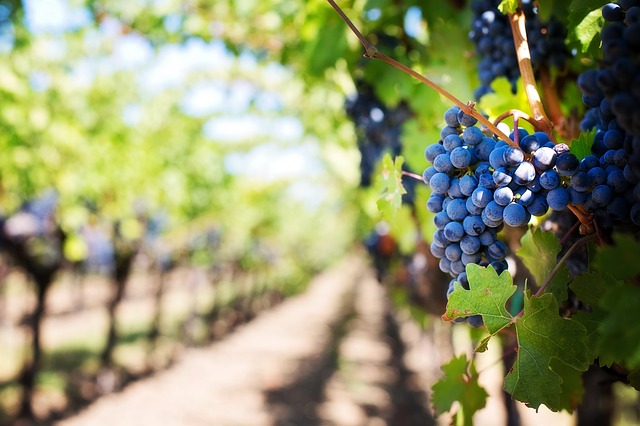 reservar online touirs guiados del Vino en La Rioja desde San Sebastián donostia